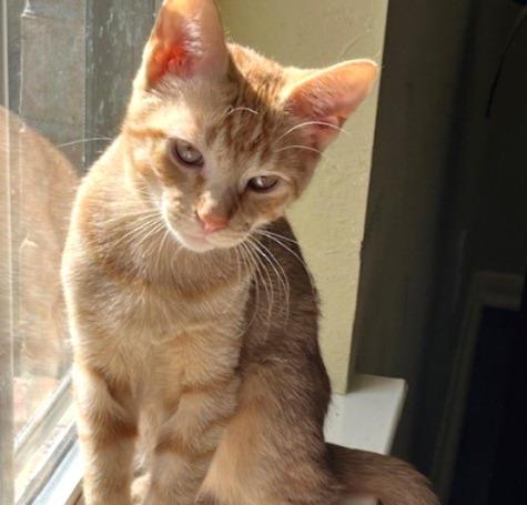 Gummy Bear #sweet-tooth-litter