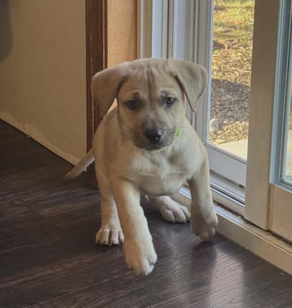 Enlarge Sky the Shepherd Mix Puppy, a Adoptable mixed breed in Muskego, WI image 2/6