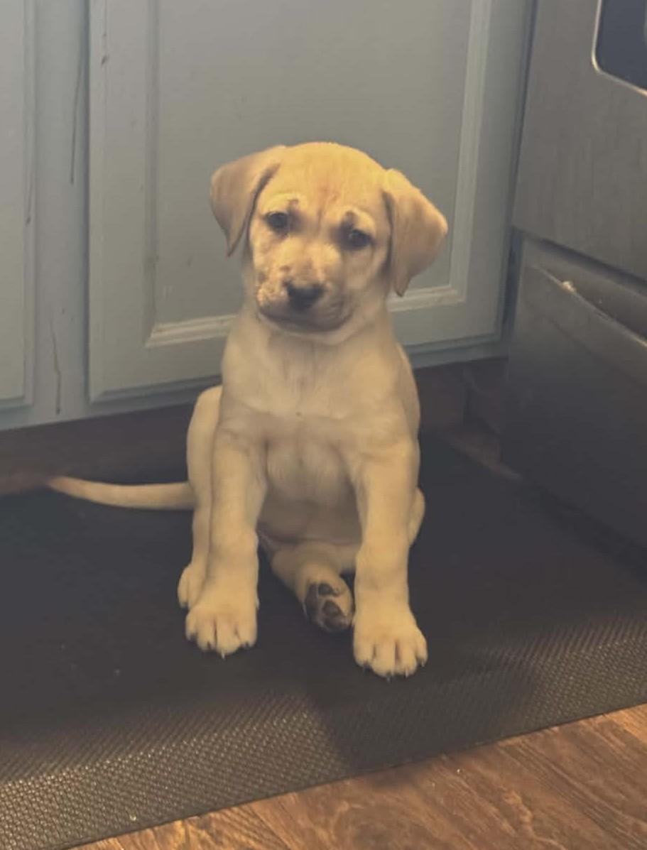 Enlarge Sky the Shepherd Mix Puppy, a Adoptable mixed breed in Muskego, WI image 6/6