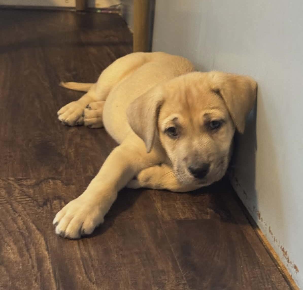 Enlarge Sky the Shepherd Mix Puppy, a Adoptable mixed breed in Muskego, WI image 3/6