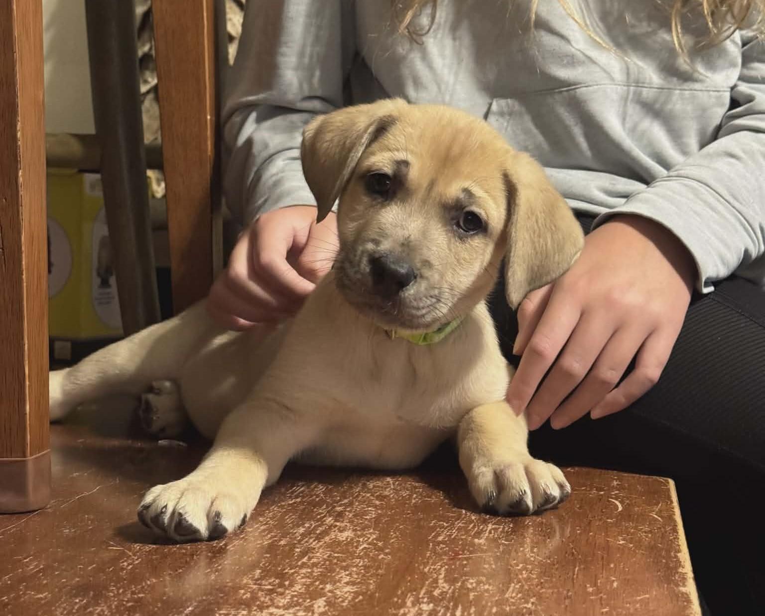 Sky the Shepherd Mix Puppy, Adoptable, Puppy Male German Shepherd Dog & Labrador Retriever.