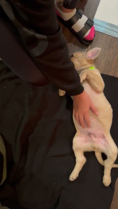 Enlarge Sky the Shepherd Mix Puppy, a Adoptable mixed breed in Muskego, WI video 4/6