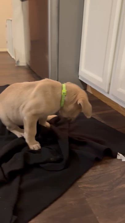 Enlarge Sky the Shepherd Mix Puppy, a Adoptable mixed breed in Muskego, WI video 5/6