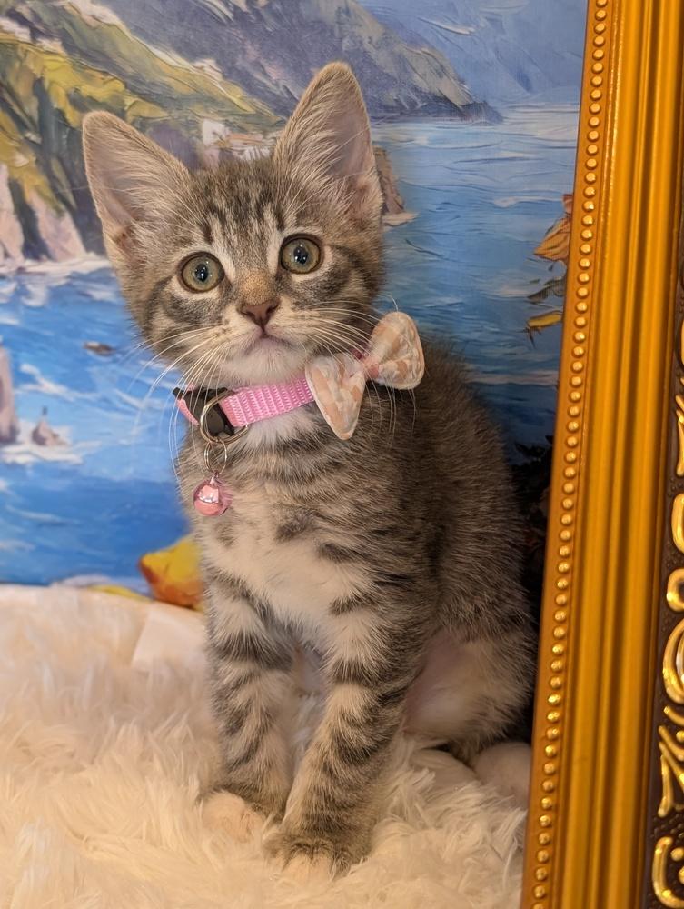 Flip Flop, Adoptable, Kitten Female Tabby & Domestic Short Hair.