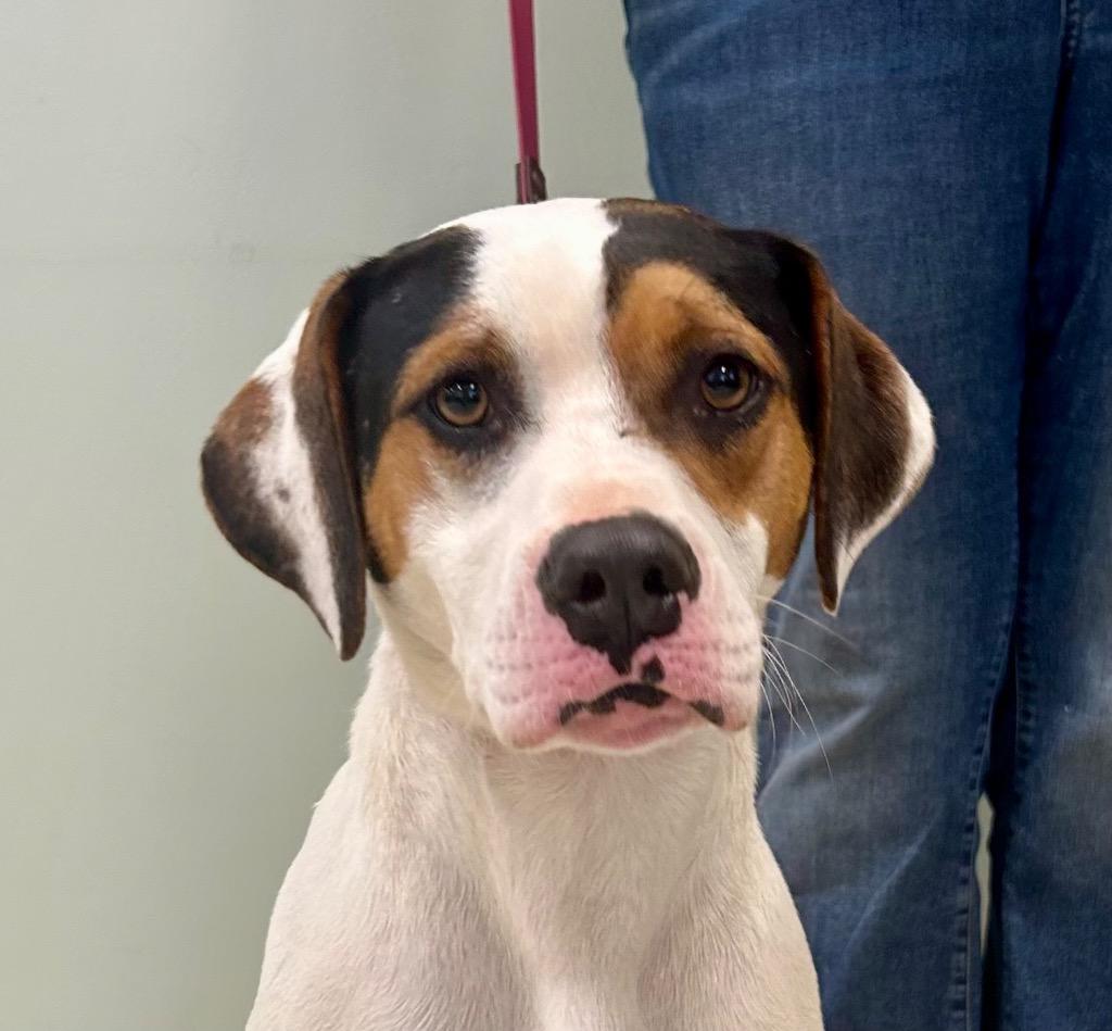 Huey, ADOPTABLE, Adult Male Boxer & Mixed Breed.