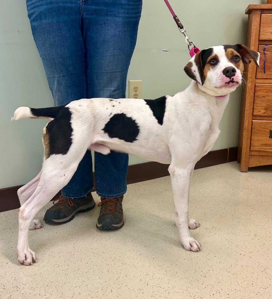 Enlarge Huey, a ADOPTABLE mixed breed in Amery, WI image 2/3