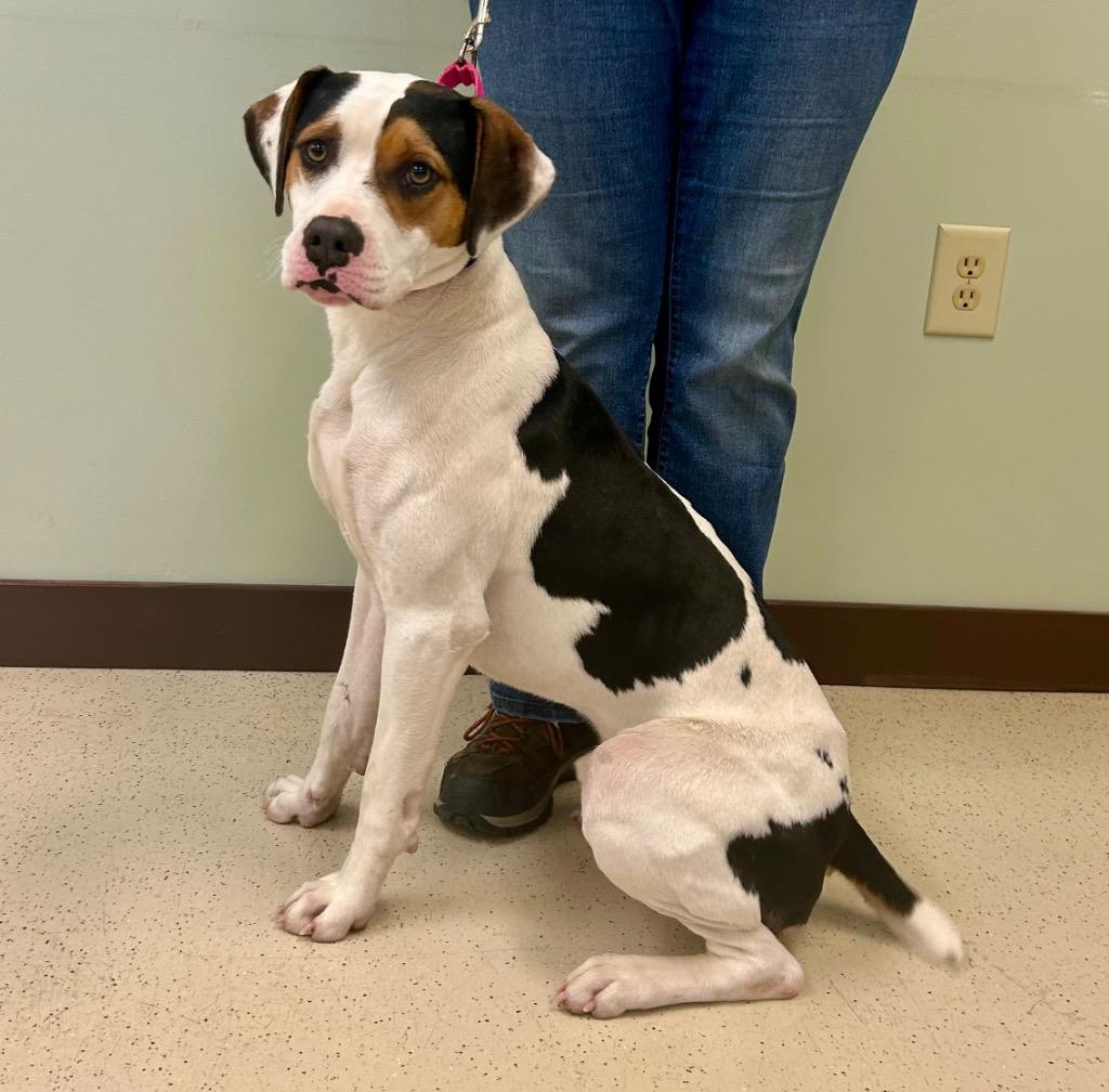 Enlarge Huey, a ADOPTABLE mixed breed in Amery, WI image 3/3