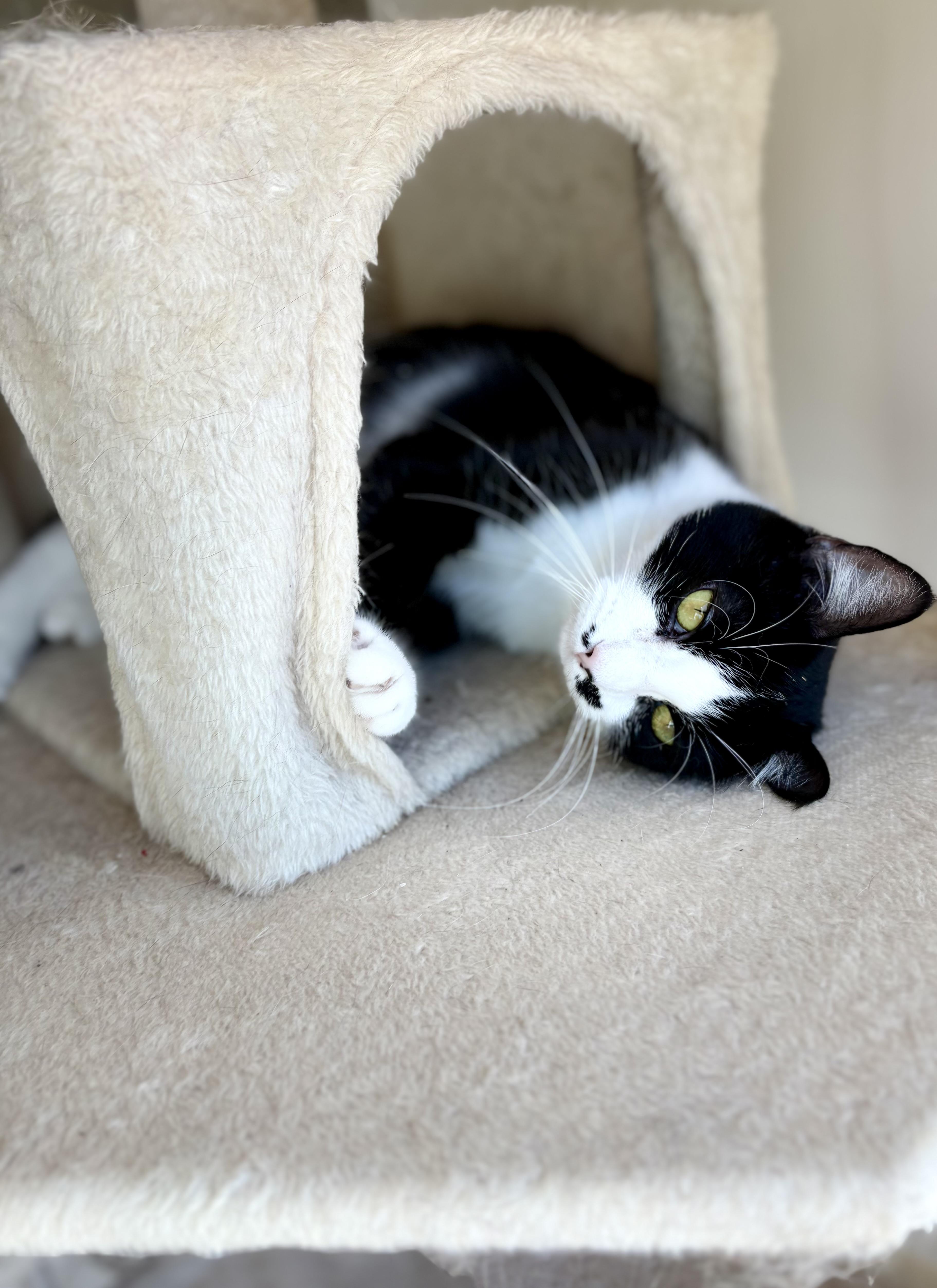 Enlarge Bunny Rea, a Adoptable Tuxedo in SCOTTSDALE, AZ image 2/5
