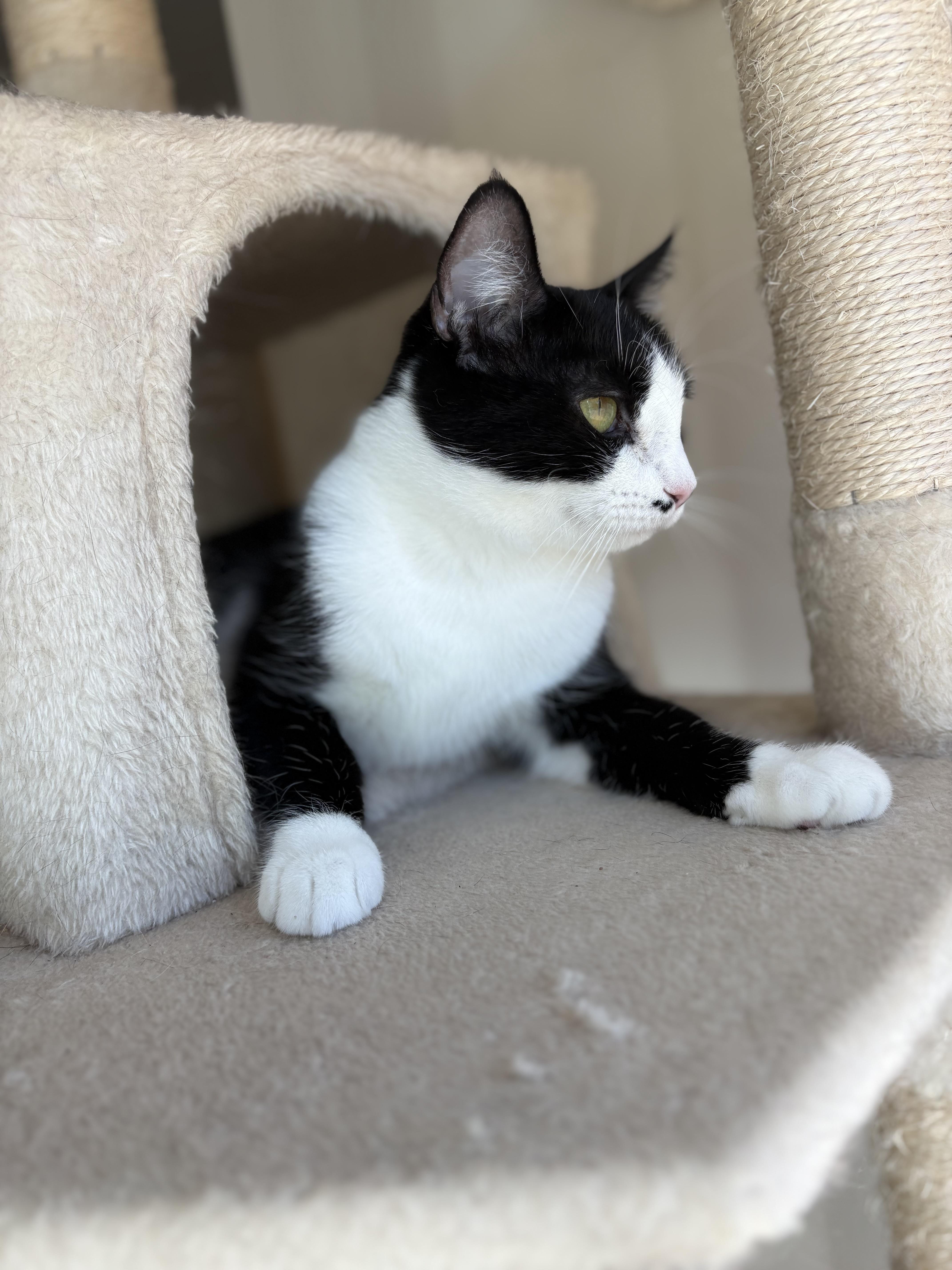 Enlarge Bunny Rea, a Adoptable Tuxedo in SCOTTSDALE, AZ image 5/5