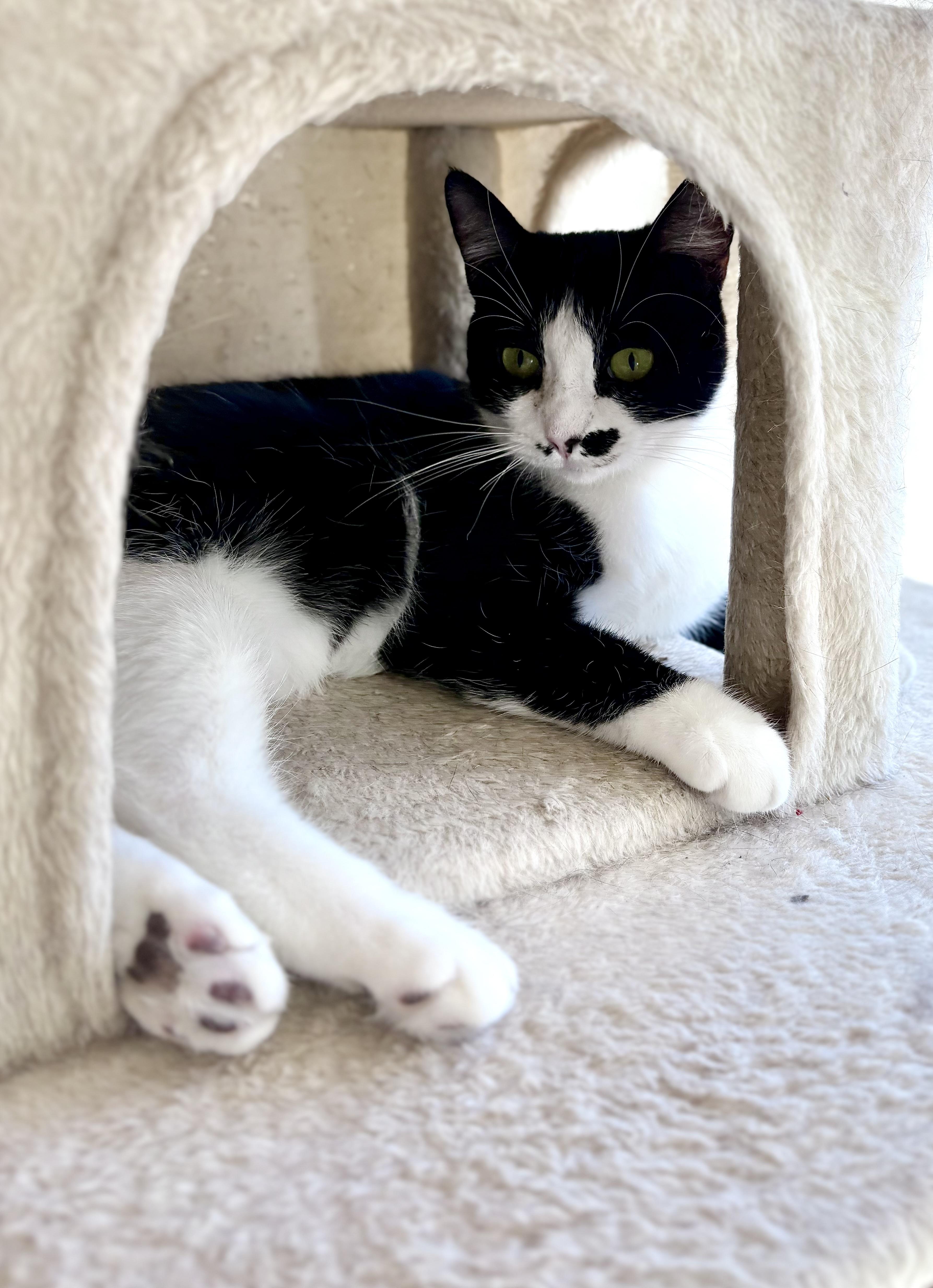 Enlarge Bunny Rea, a Adoptable Tuxedo in SCOTTSDALE, AZ image 4/5