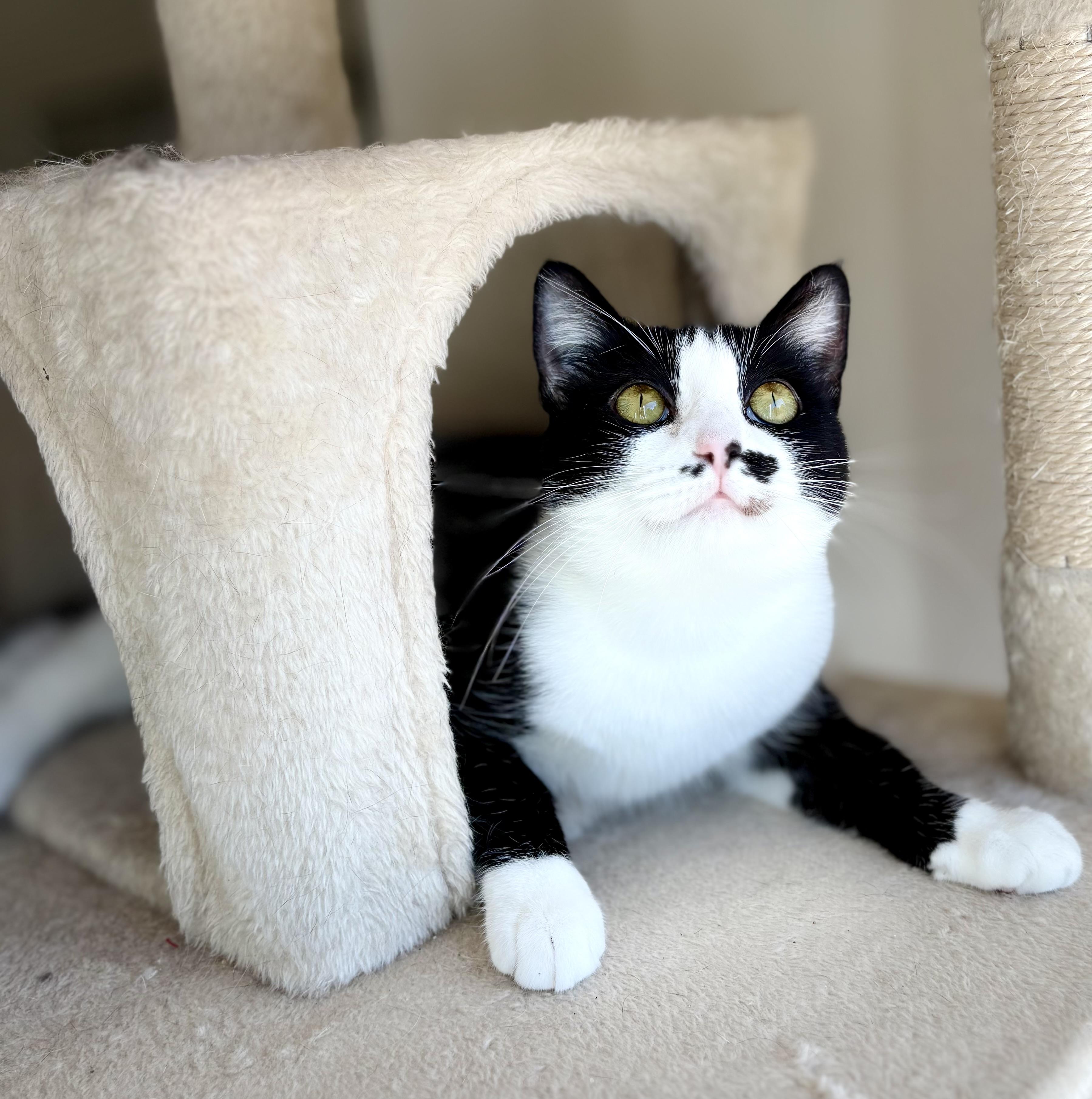 Enlarge Bunny Rea, a Adoptable Tuxedo in SCOTTSDALE, AZ image 1/5