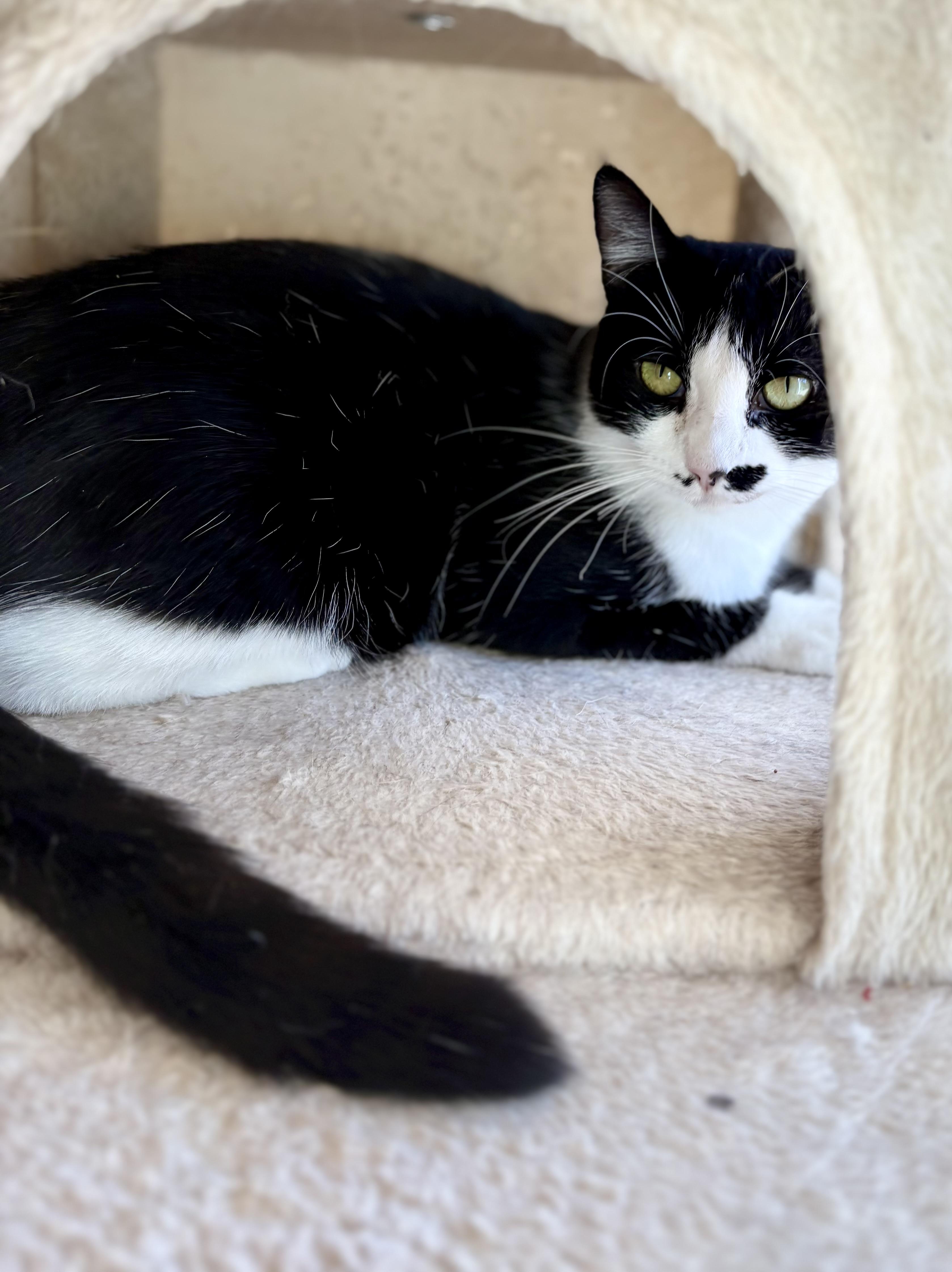 Enlarge Bunny Rea, a Adoptable Tuxedo in SCOTTSDALE, AZ image 3/5