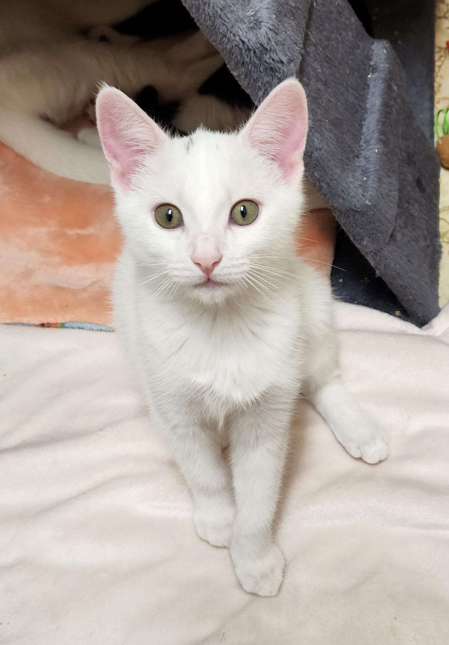 SUGAR BABY, a Adoptable mixed breed in Escalon, CA image 3/6