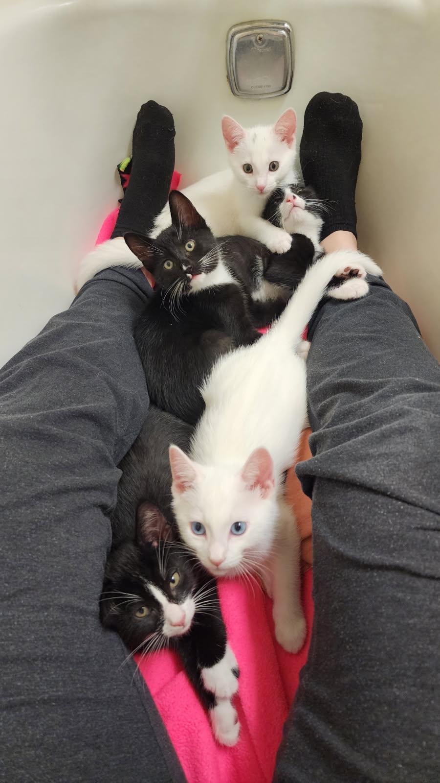 SUGAR BABY, a Adoptable mixed breed in Escalon, CA image 2/6