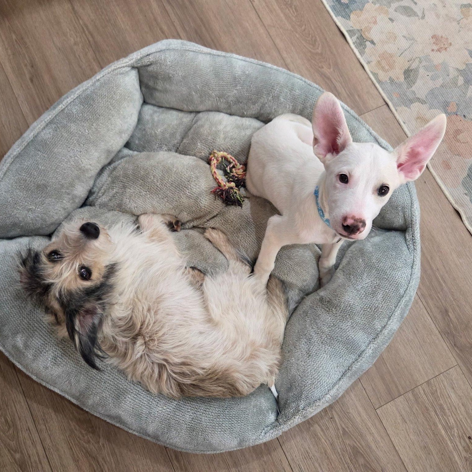 Casper, a Adoptable mixed breed in San Diego, CA image 3/5