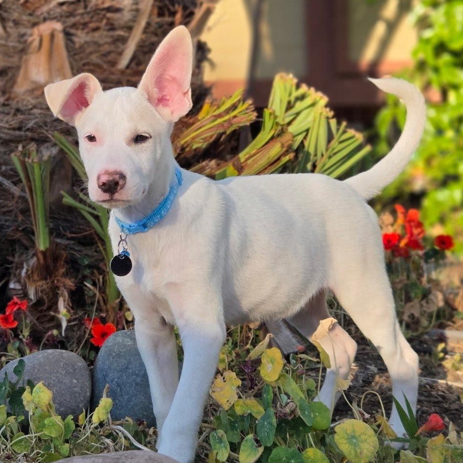 Casper, a Adoptable mixed breed in San Diego, CA image 4/5