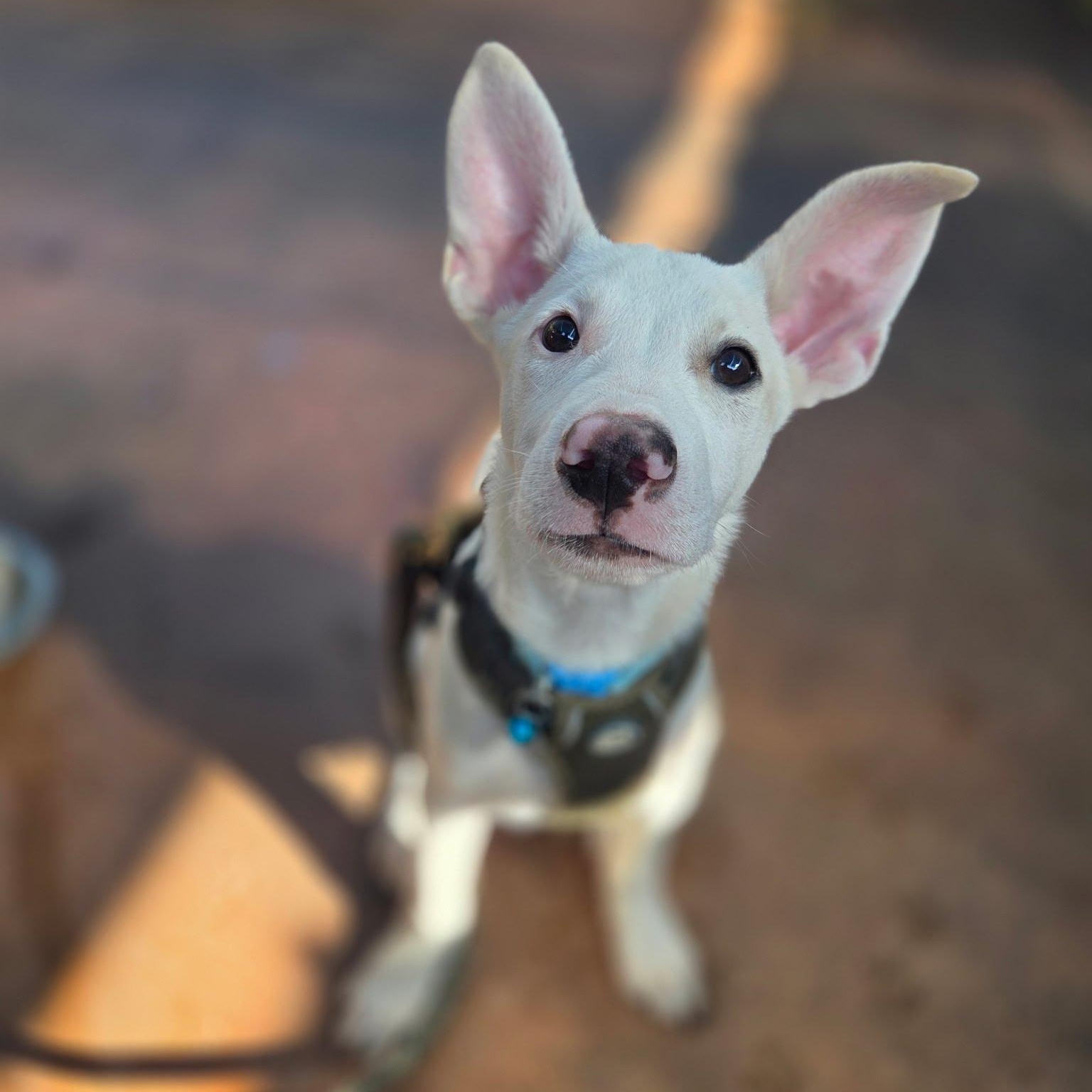 Casper, a Adoptable mixed breed in San Diego, CA image 2/5