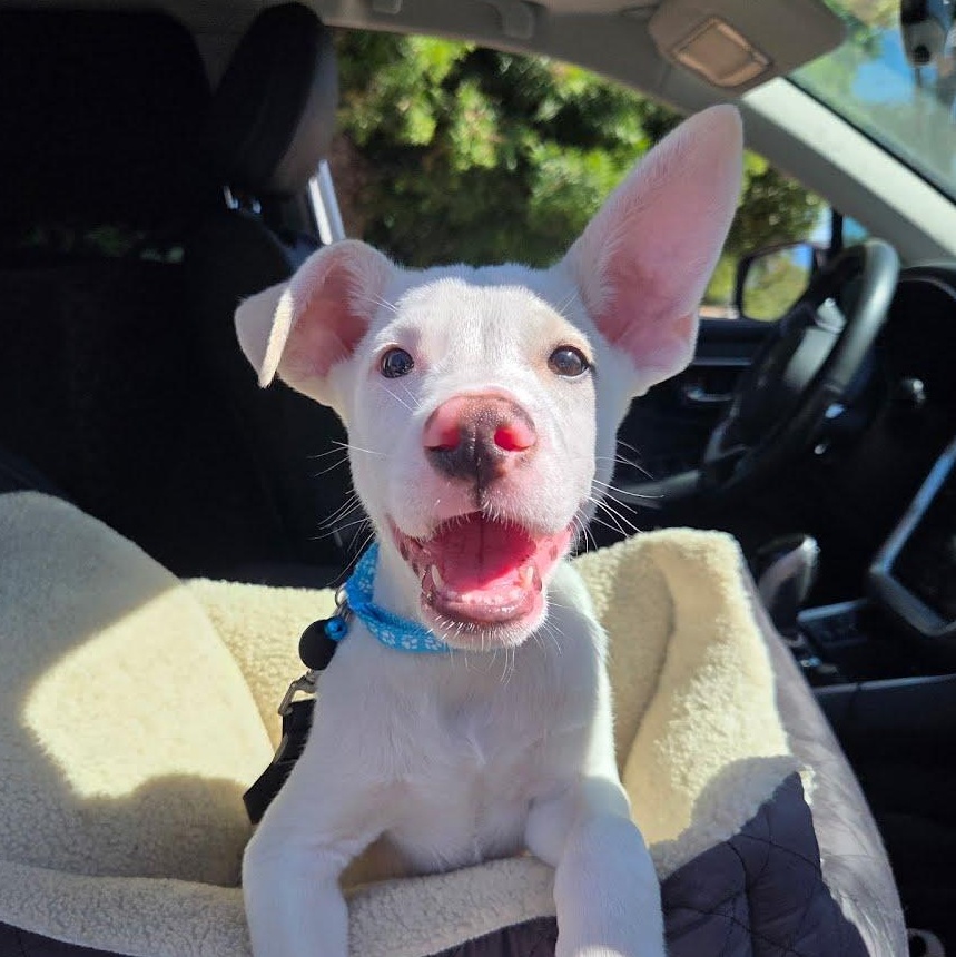 Casper, a Adoptable mixed breed in San Diego, CA image 1/5