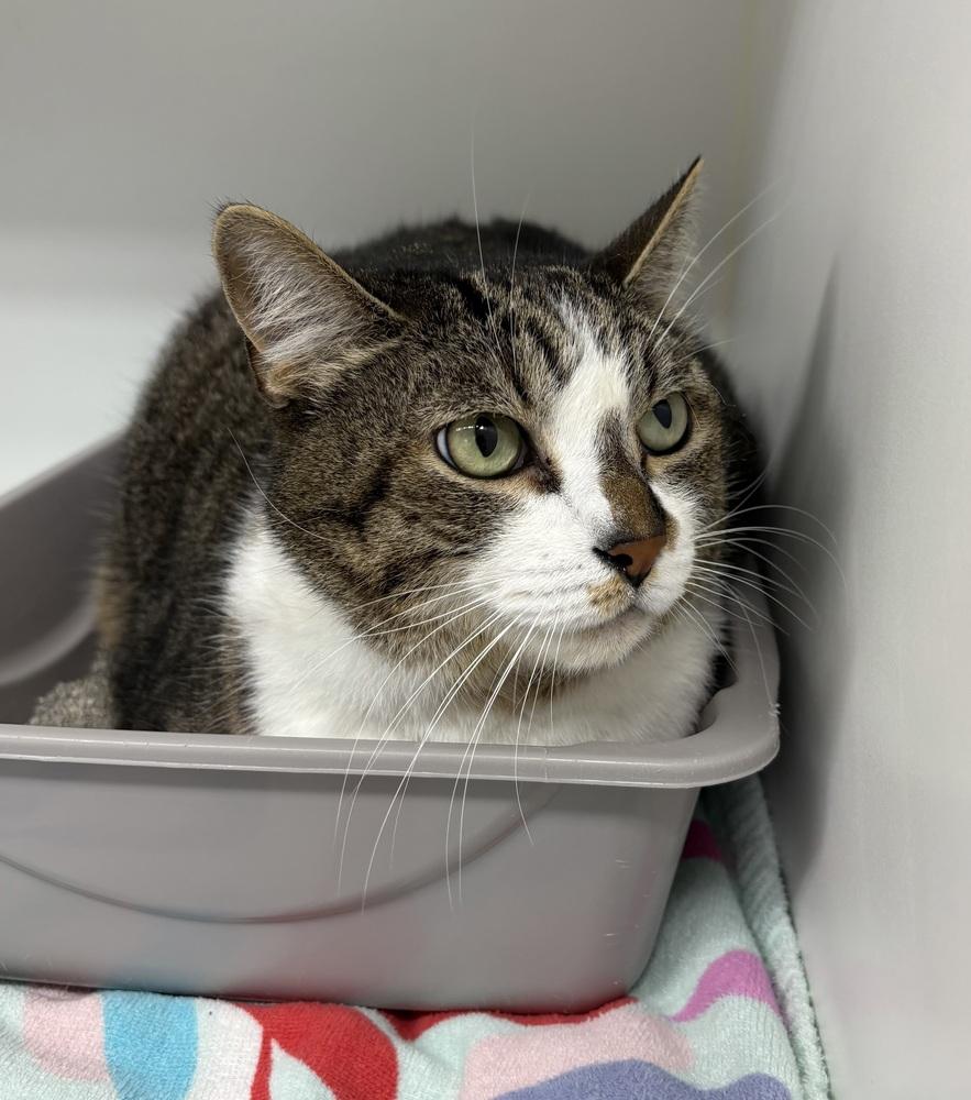 Enlarge Flan ~ Senior, a Adoptable Domestic Short Hair in Rochester, IN image 1/2