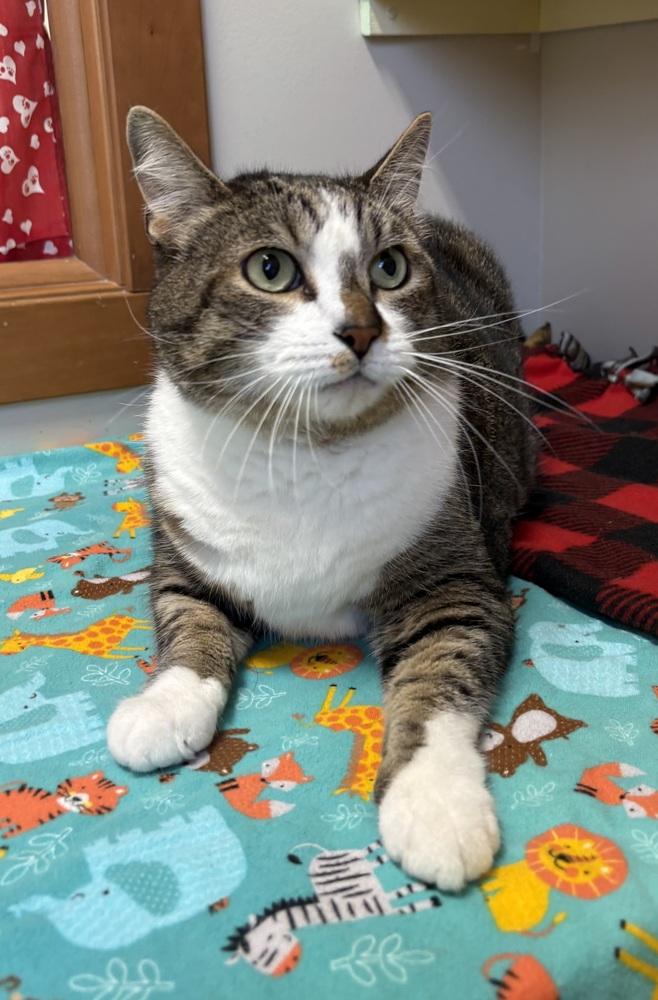 Enlarge Flan ~ Senior, a Adoptable Domestic Short Hair in Rochester, IN image 2/2