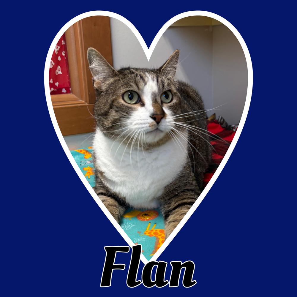 Flan, a Adoptable Domestic Short Hair in Rochester, IN image 3/3