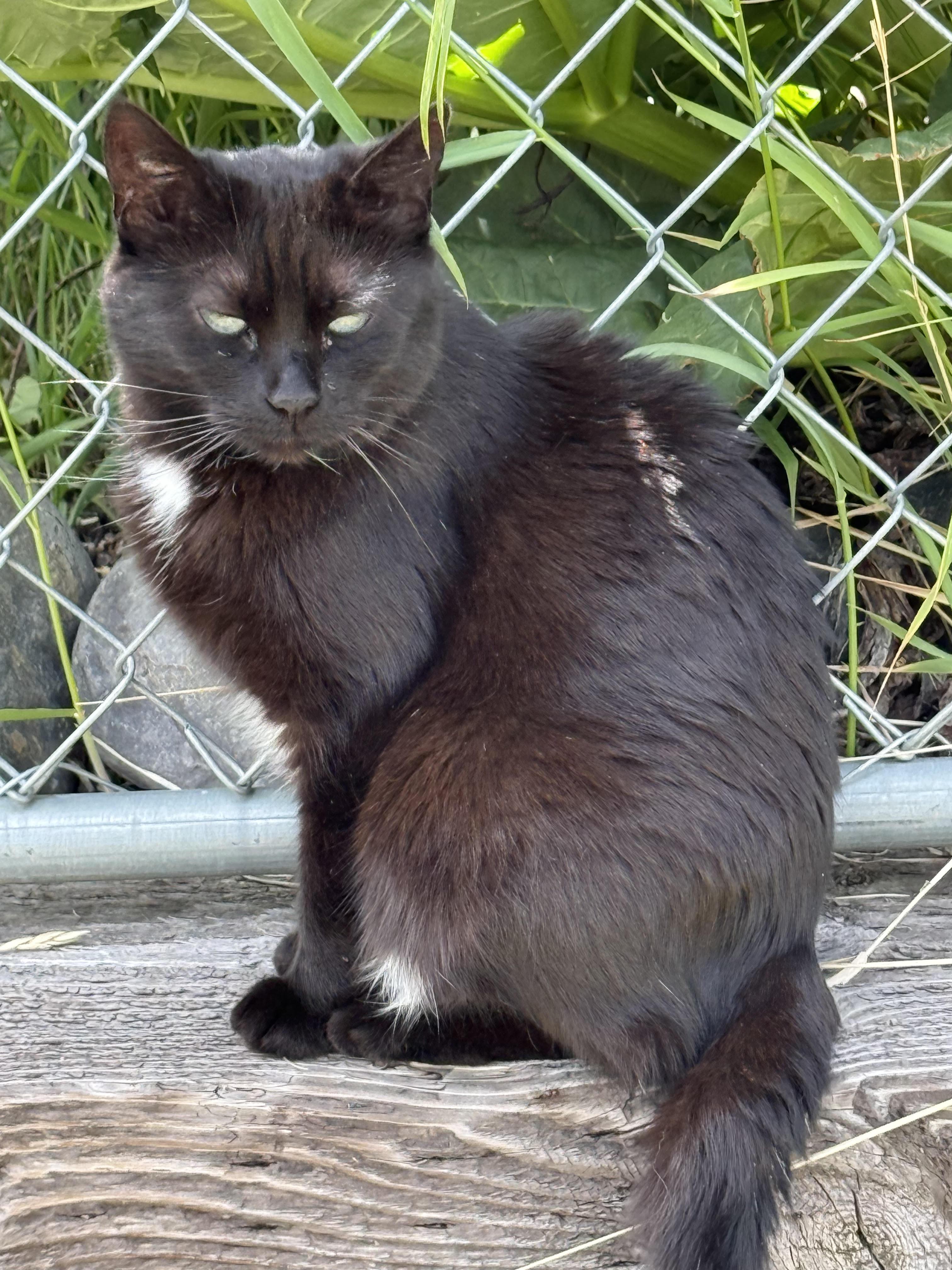 Veronica, Adoptable, Adult Female Domestic Long Hair.