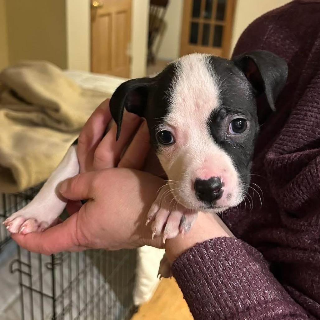 Libby, Adoptable, Puppy Female Pit Bull Terrier & Labrador Retriever.