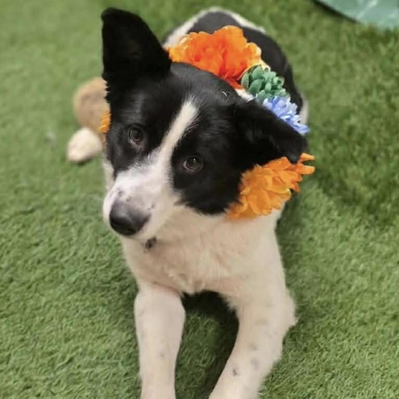 Shari, adopted, Adult Female Border Collie.