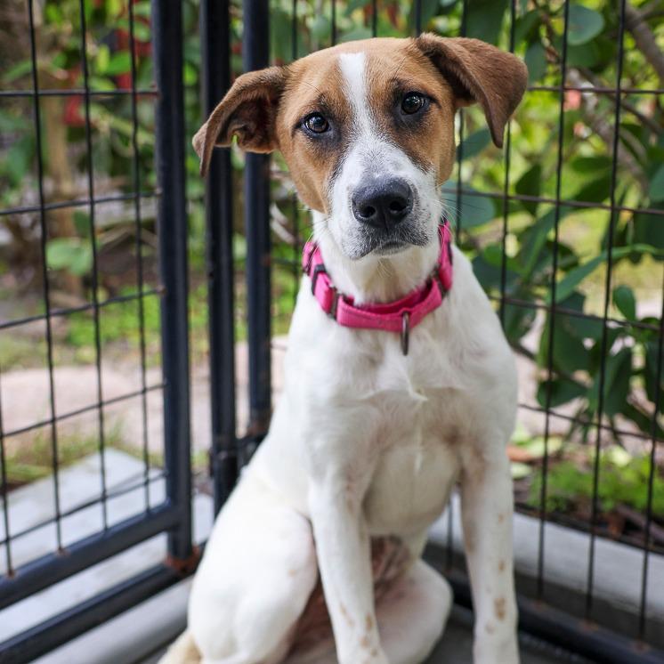 Enlarge Indigo, a Adoptable Hound in Bradenton, FL image 1/2