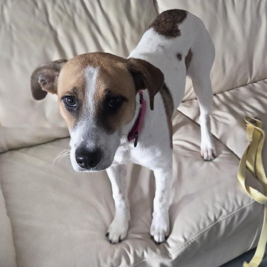 Enlarge Indigo, a Adoptable Hound in Bradenton, FL image 2/2