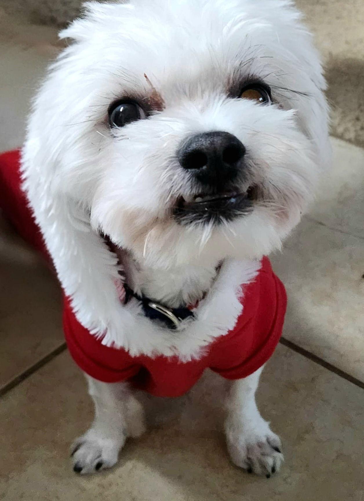 Whiskey, Adopted, Adult Male Maltese & Shih Tzu.