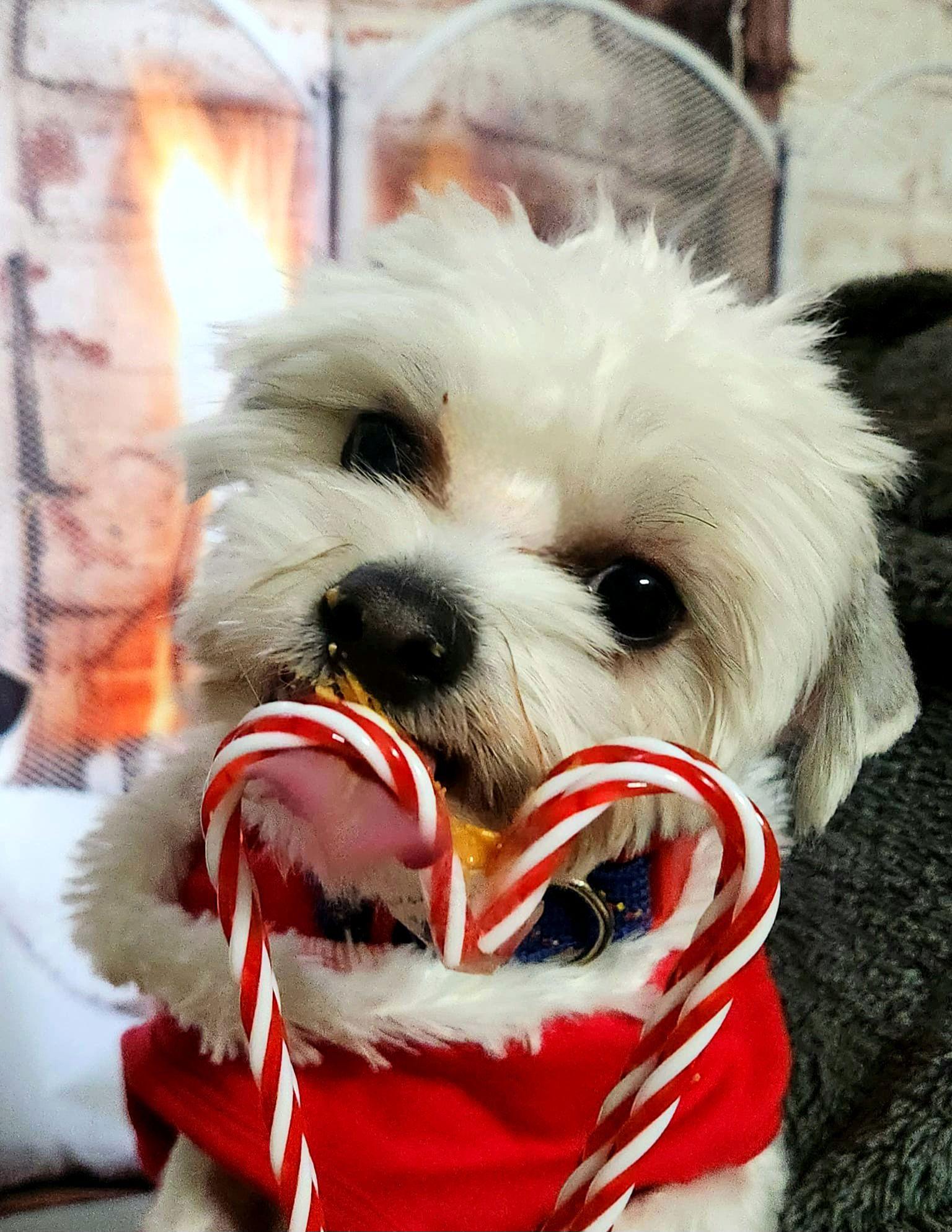 Enlarge Whiskey, a Adopted mixed breed in Auburn, GA image 2/3