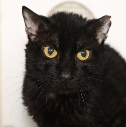 Poplar — thumbnail 2