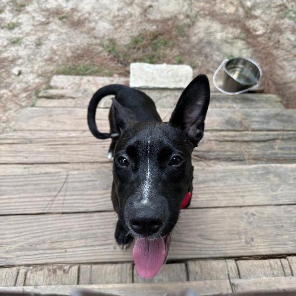 Enlarge Bandana, a Adoptable mixed breed in North Myrtle Beach, SC image 1/4
