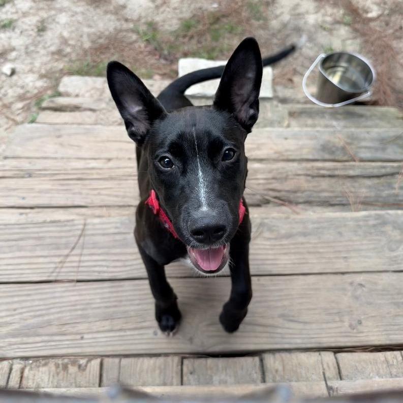 Enlarge Bandana, a Adoptable mixed breed in North Myrtle Beach, SC image 2/4