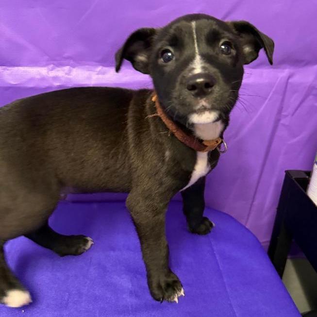 Bandana, Adoptable, Puppy Male Labrador Retriever & Mixed Breed.