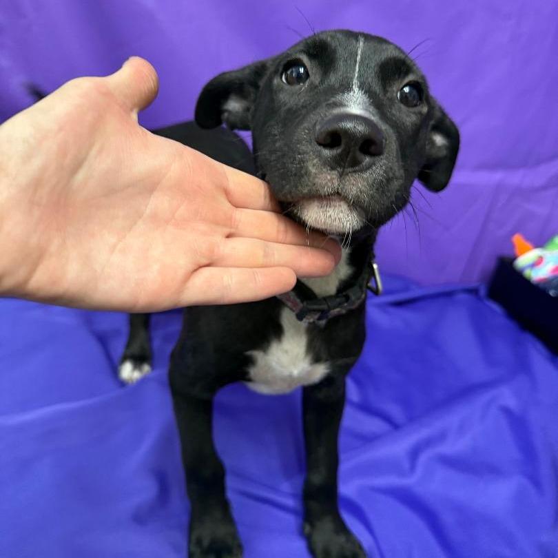 Bandana, a Adoptable mixed breed in North Myrtle Beach, SC image 2/2