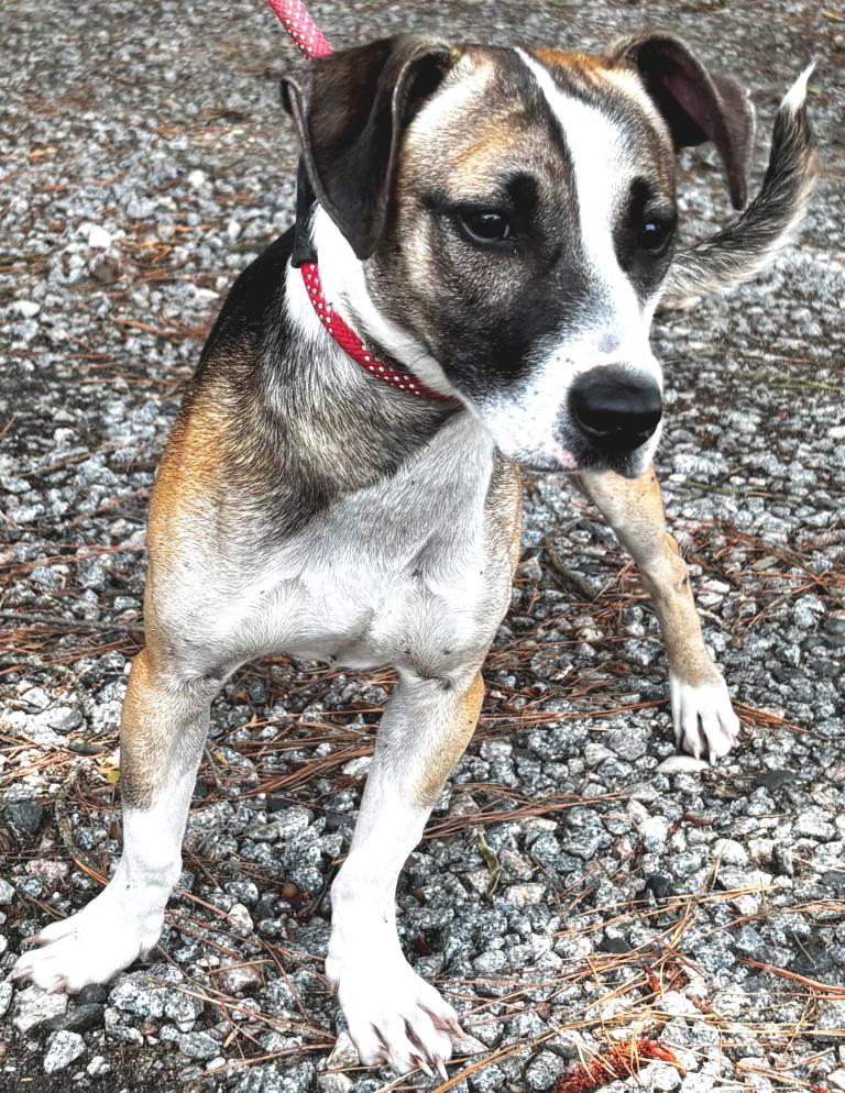 Chase, precious little 25lb dollbaby, an adopted mixed breed in Danbury, CT image 1/2