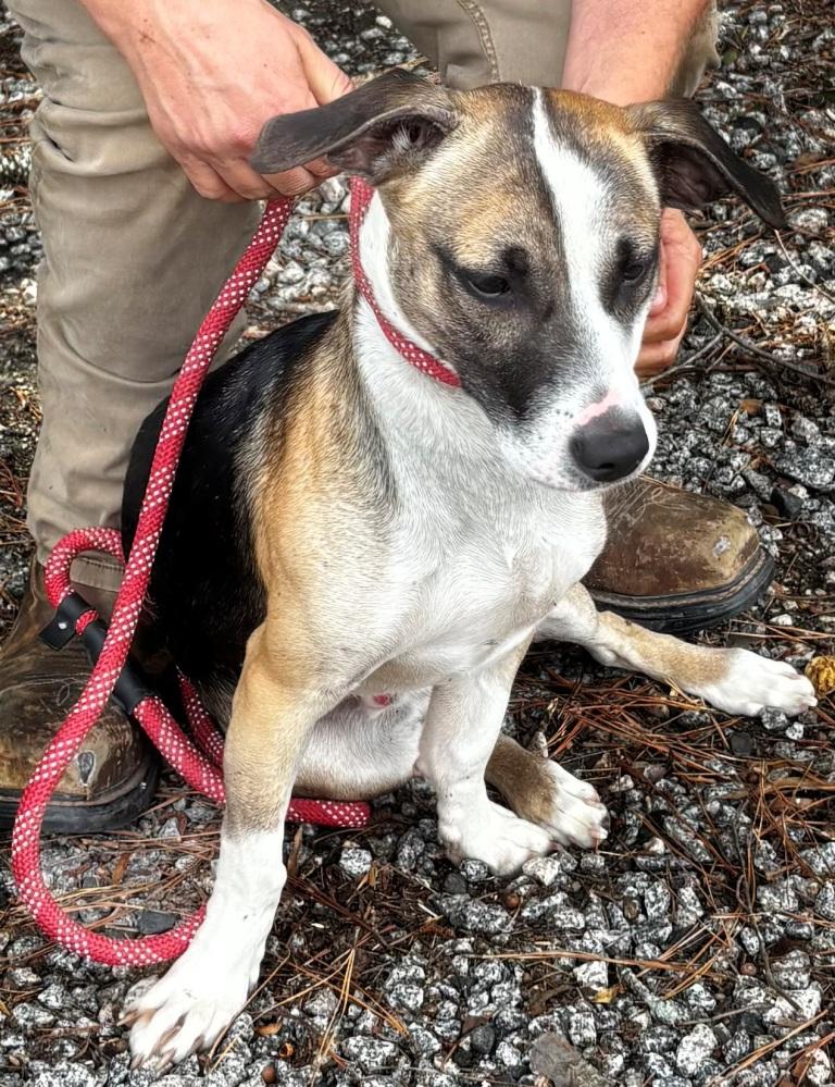 Chase, precious little 25lb dollbaby, an adopted mixed breed in Danbury, CT image 2/2