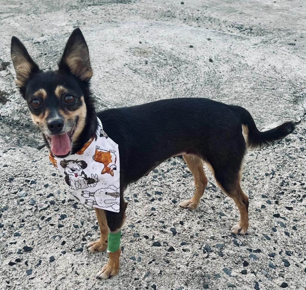 COOKIE - happy girl, adopted, Young Female Chihuahua & Terrier.