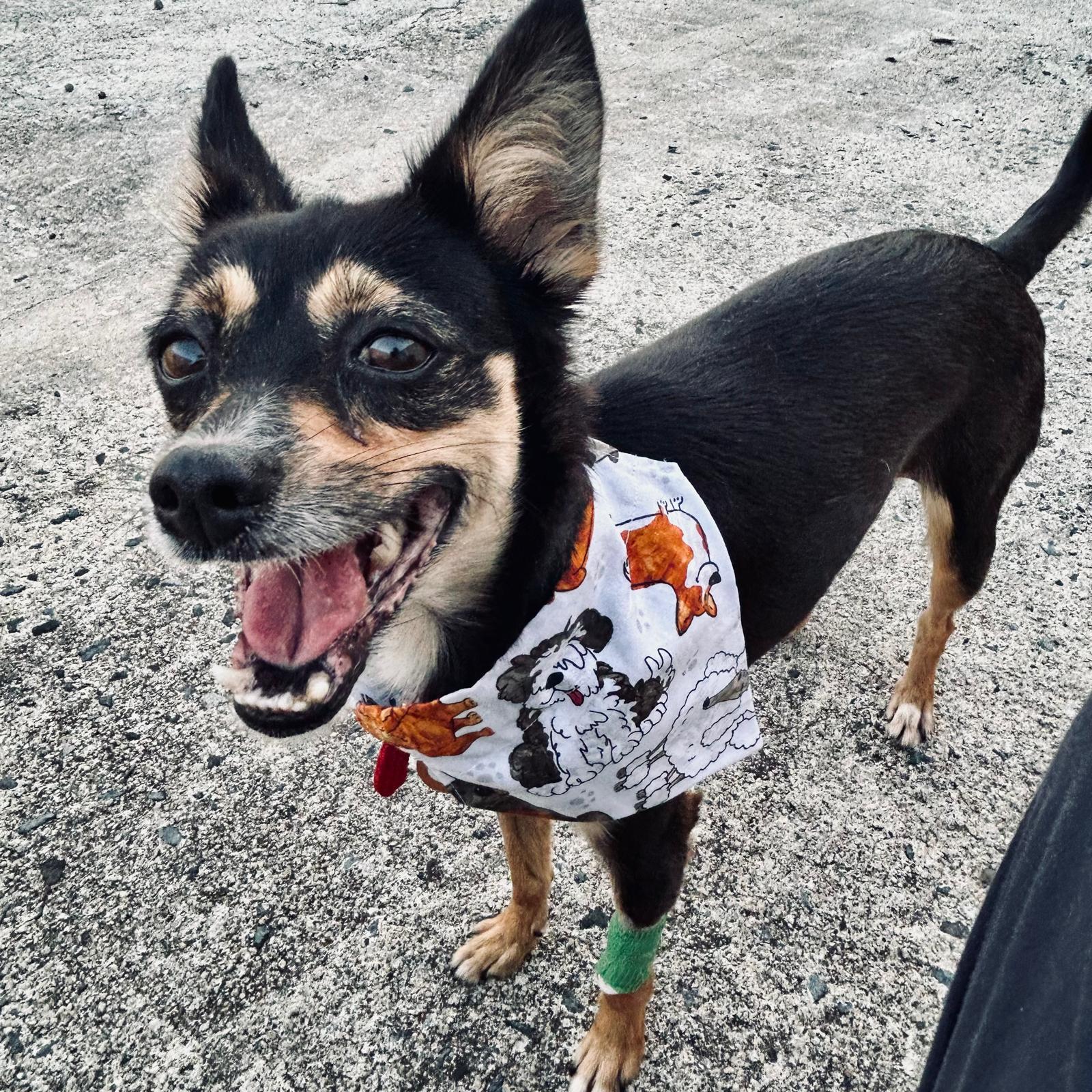 Enlarge COOKIE - happy girl, an adopted mixed breed in Washington, DC image 3/6