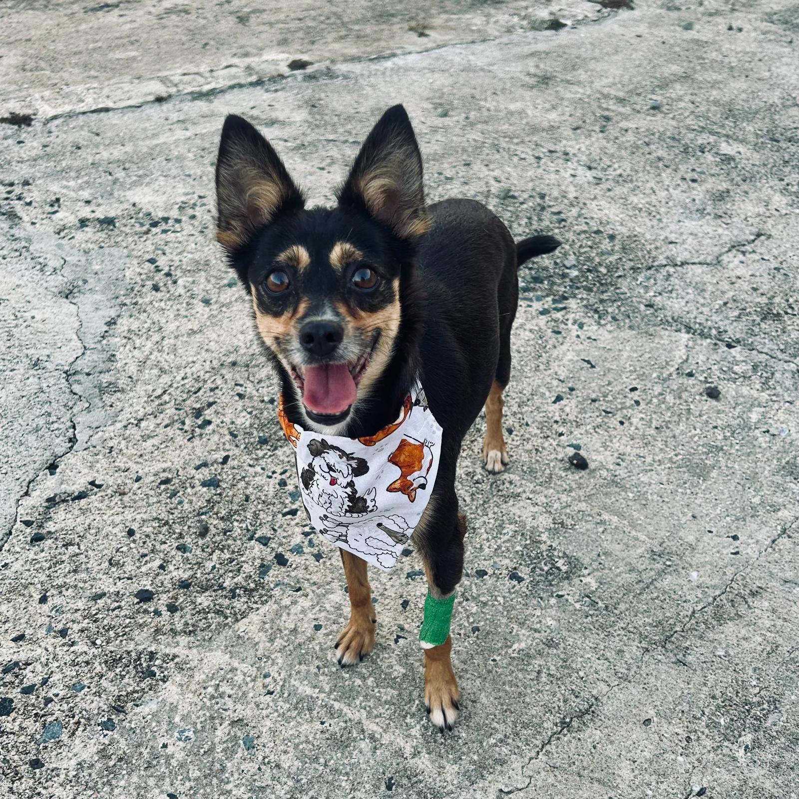 Enlarge COOKIE - happy girl, an adopted mixed breed in Washington, DC image 2/6