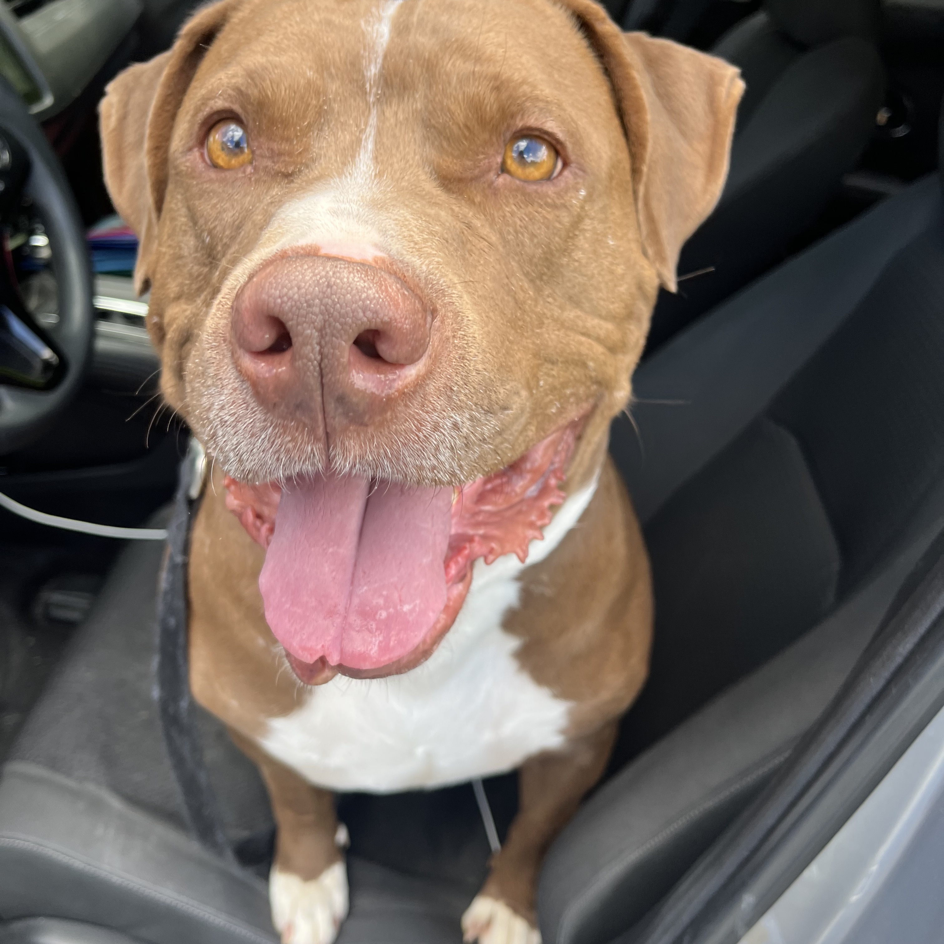 Ogie, Adoptable, Adult Male Pit Bull Terrier.