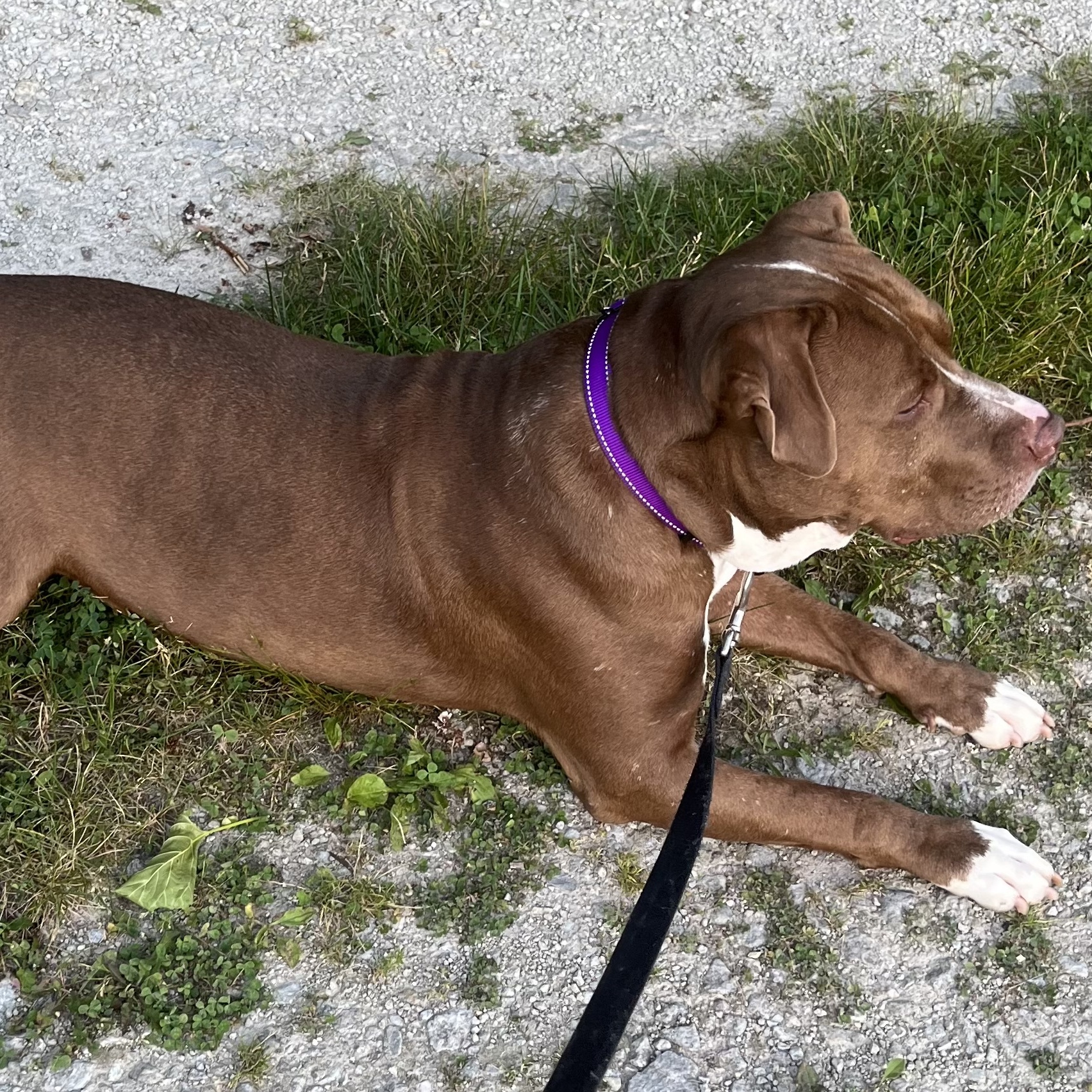 Enlarge Ogie, a Adoptable Pit Bull Terrier in Roachdale, IN image 2/5