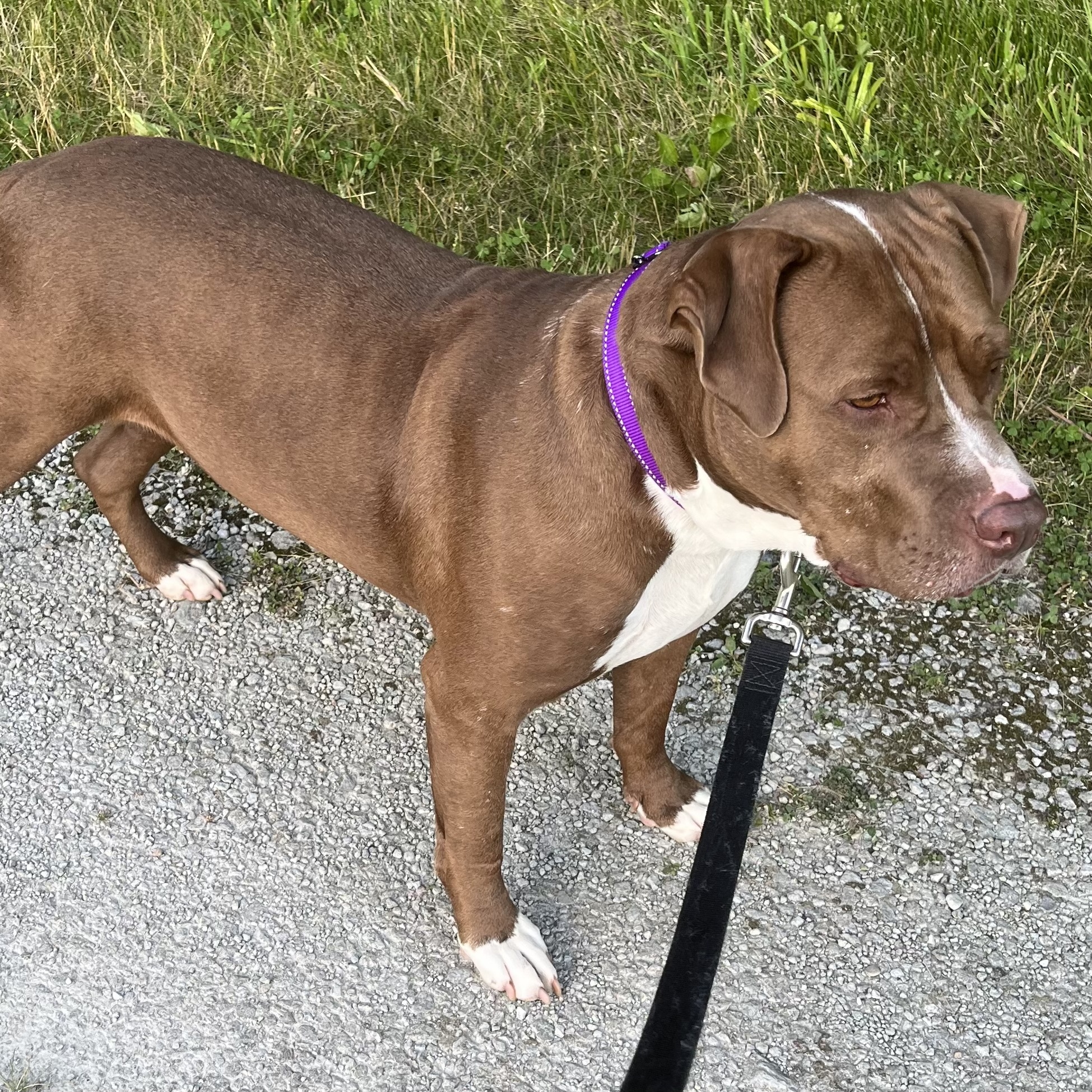 Enlarge Ogie, a Adoptable Pit Bull Terrier in Roachdale, IN image 3/5