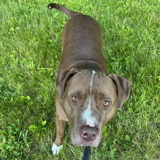 Ogie, Adoptable, Adult Male Pit Bull Terrier.