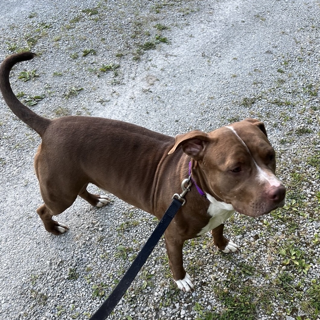 Enlarge Ogie, a Adoptable Pit Bull Terrier in Roachdale, IN image 5/5