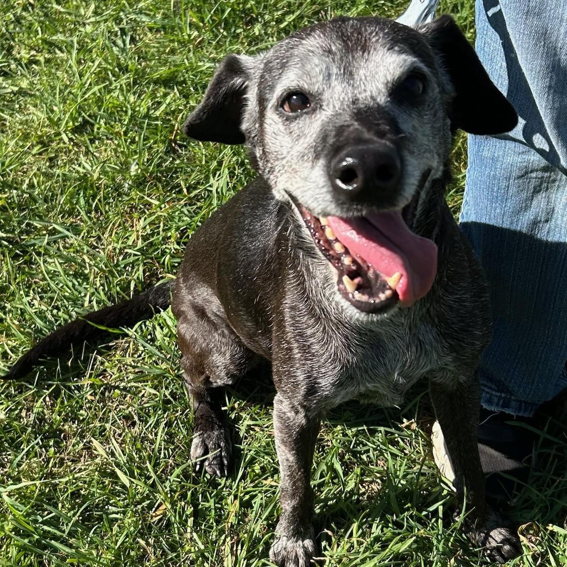 Miss Mae, Adoptable, Senior Female Dachshund.
