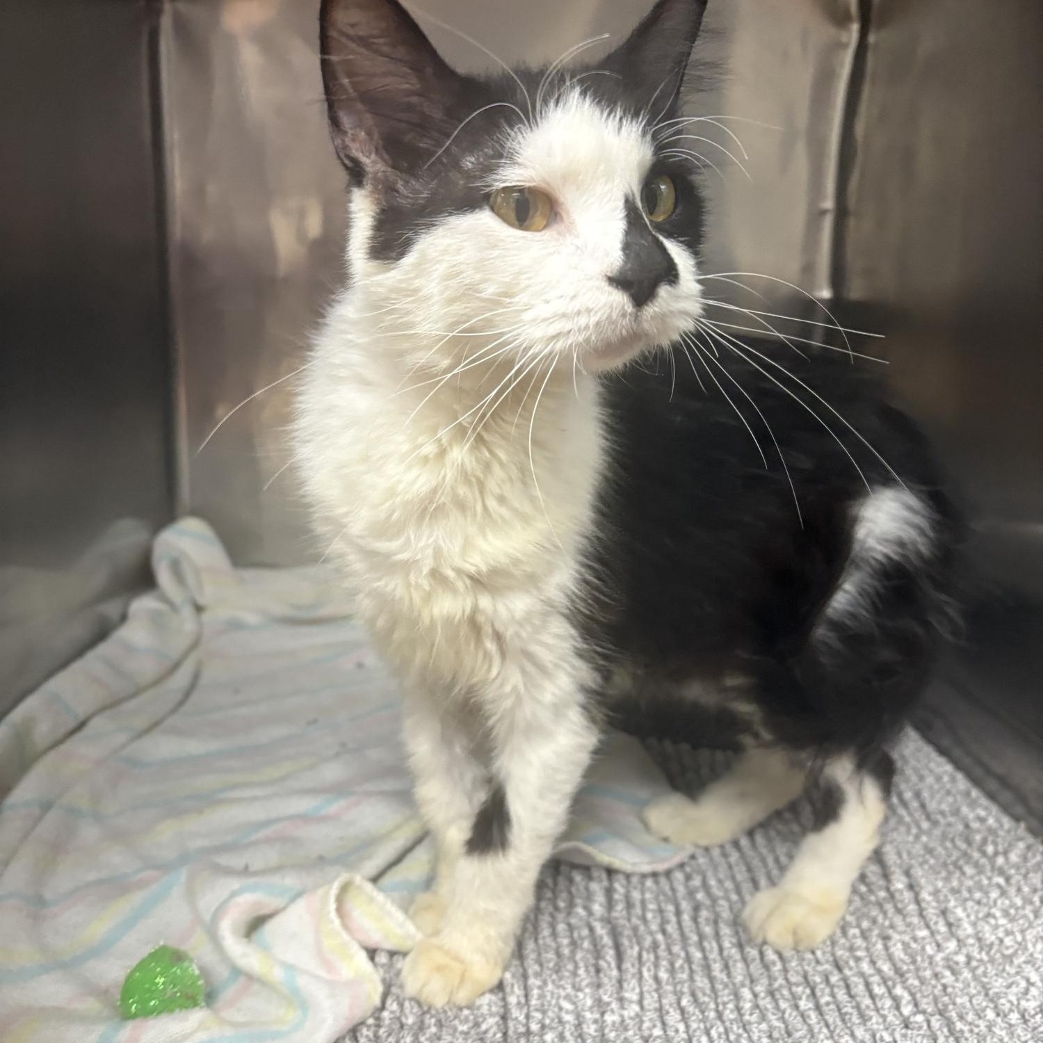 Skinny Margarita, adopted, Adult Female Domestic Short Hair.