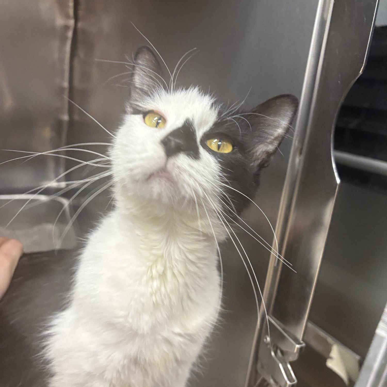 Skinny Margarita, an adopted Domestic Short Hair in Saint Charles, MO image 2/3